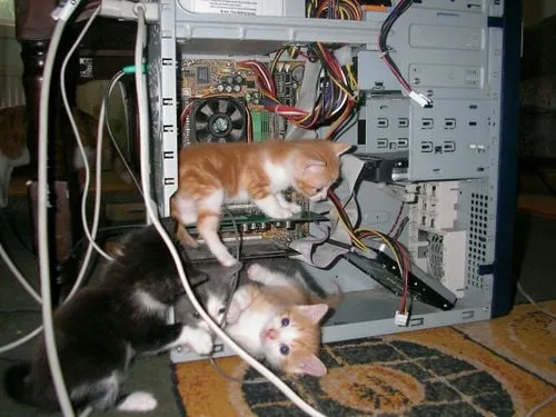 computer-cats
